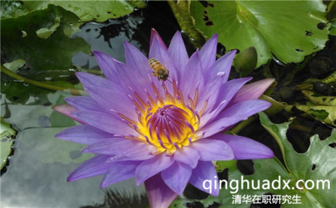 清華大學(xué)在職研究生是單證還是雙證