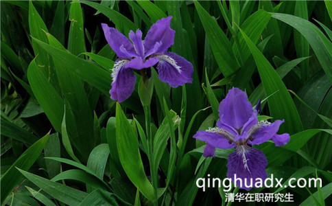 2017年清華大學(xué)在職研究生好不好考