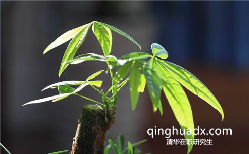 清華大學非全日制研究生怎么報名